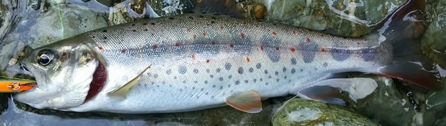 魚のアップ写真