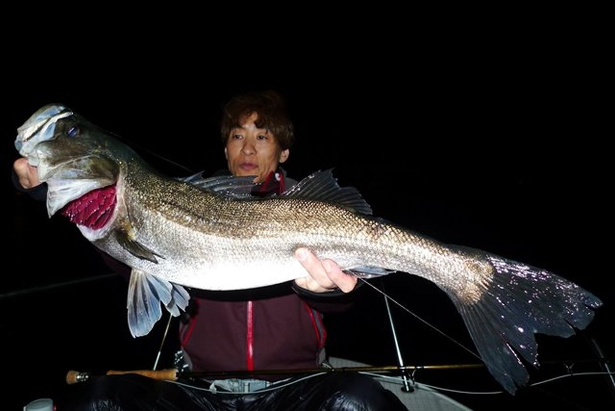 【釣果速報】神奈川県PALLAS FISHING GUIDEで大人気のシーバス釣行！船長厳選のポイントで全員ヒットの大熱戦！今後爆釣の予感！