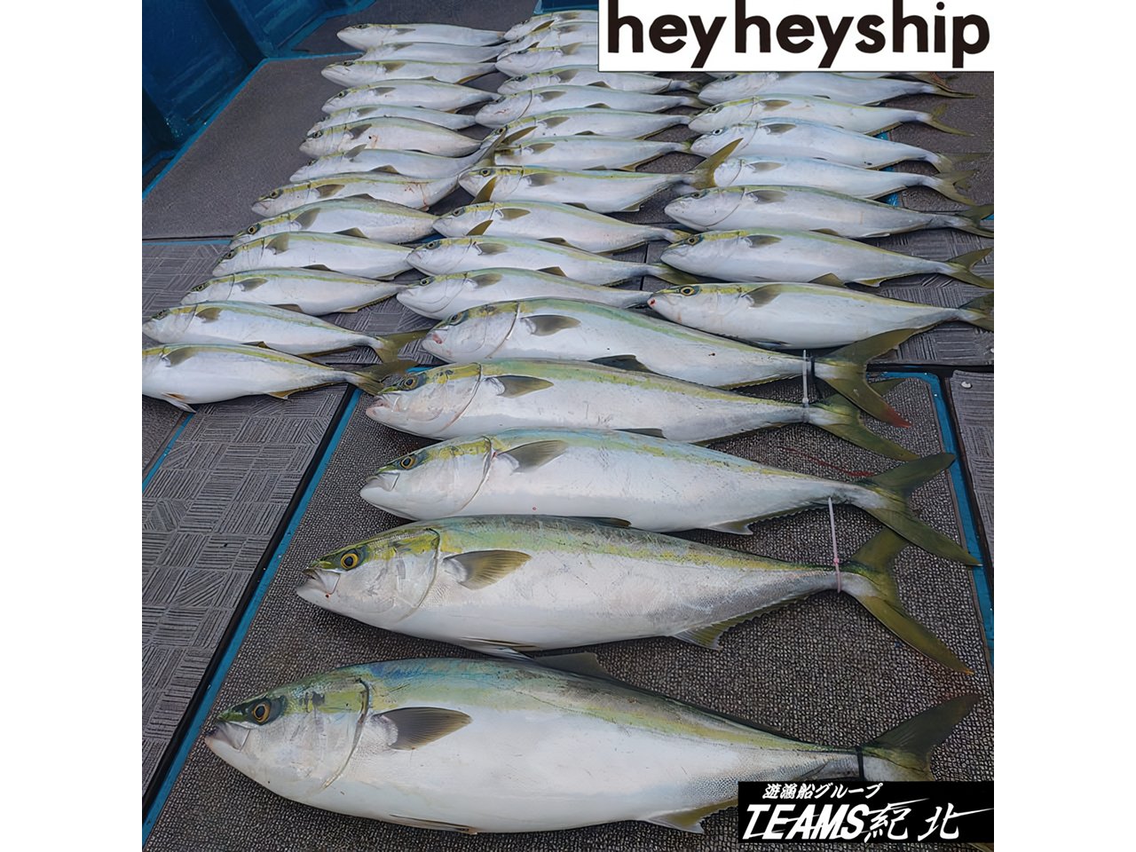 【釣果速報】和歌山県heyheyshipはハマチ・メジロが連日大漁！今回は70cmの大物キャッチ！この勢いに今すぐ乗ろう！