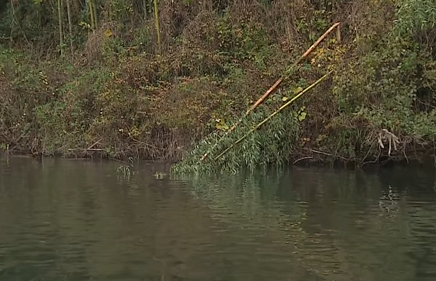 冬　池　木　写真