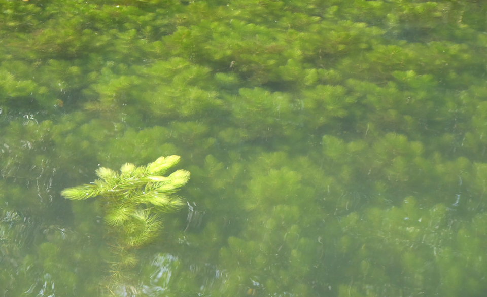 冬　水草　写真