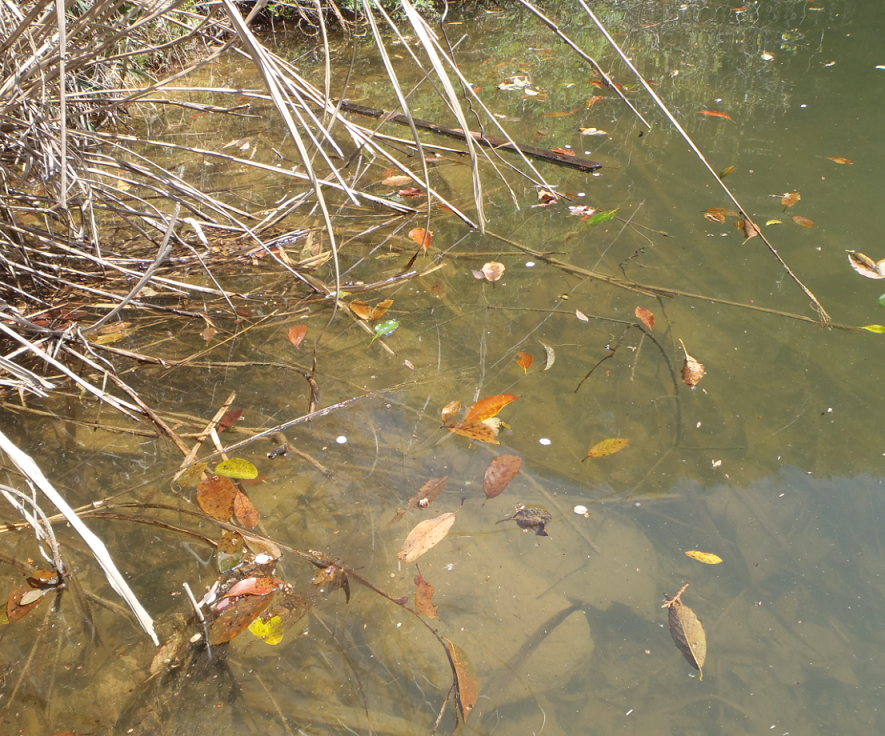 冬　池　地形変化　写真