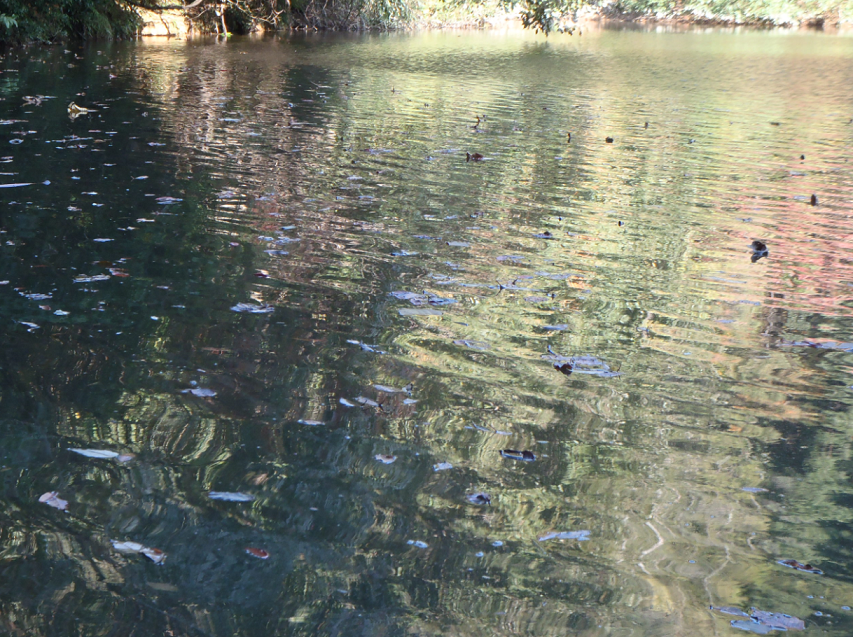 冬　池　水面　写真