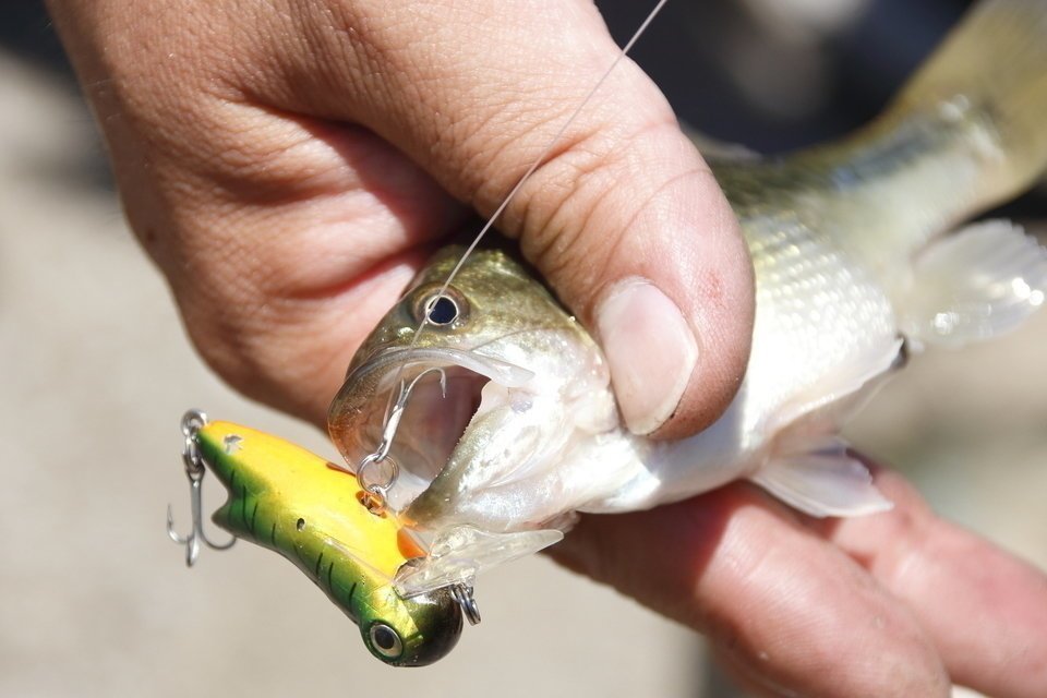 バス釣り　ルアー　写真