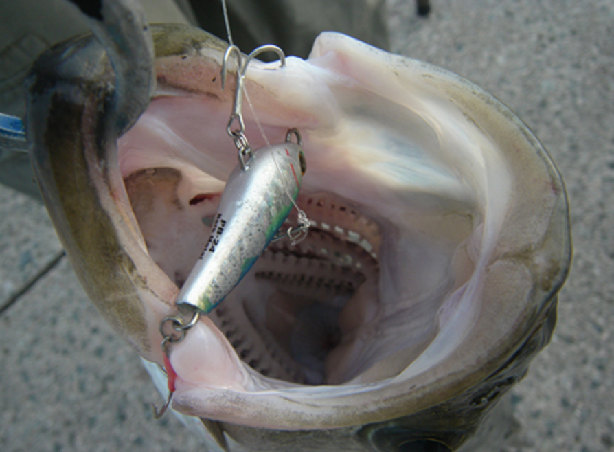 シーバス　ルアー　写真