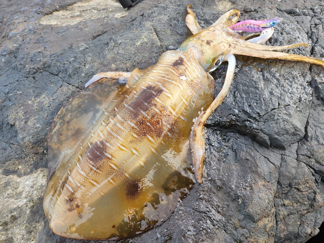 アオリイカ釣果