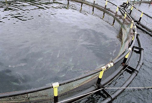 ブリ ハマチ 養殖