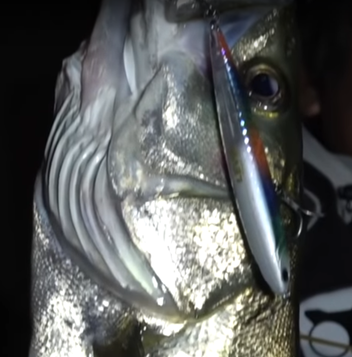 魚 ルアー 写真