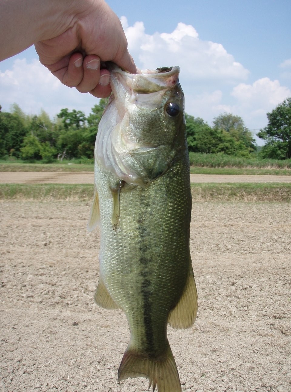 ブラックバス　写真