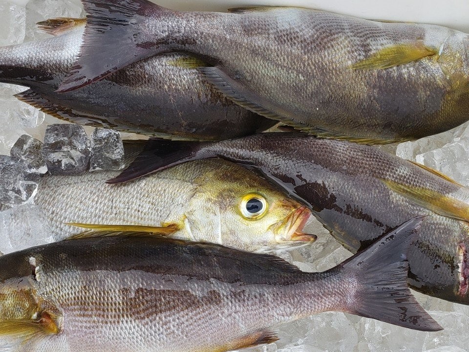 イサキを求めて南房へ良型交じりで食い活発