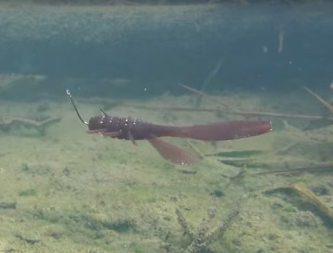 ワーム　水中写真