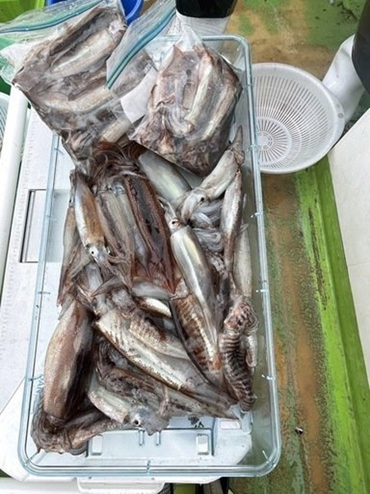 【釣果速報】神奈川県たいぞう丸でムギイカの51杯超え！良型の高級イカは今が狙いどき！！