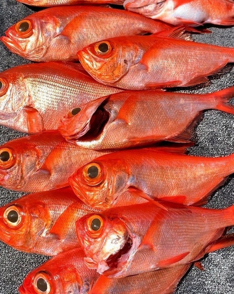【釣果速報】神奈川県愛正丸でキンメダイトップ11匹！憧れの超高級魚をゲットできるチャンスを絶対に逃すな！