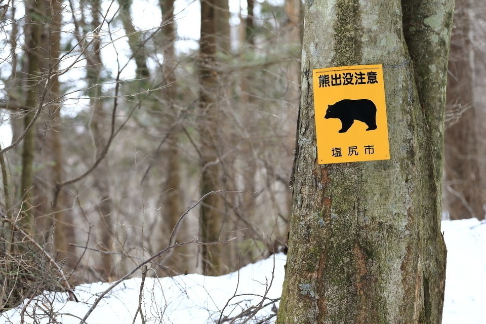 熊出没注意 写真