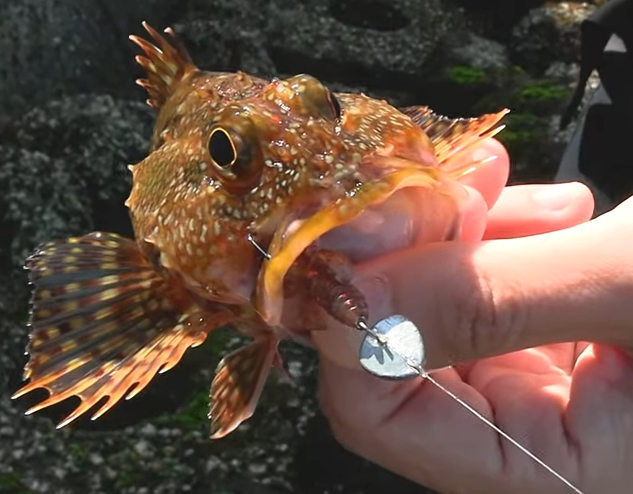 魚のアップ写真