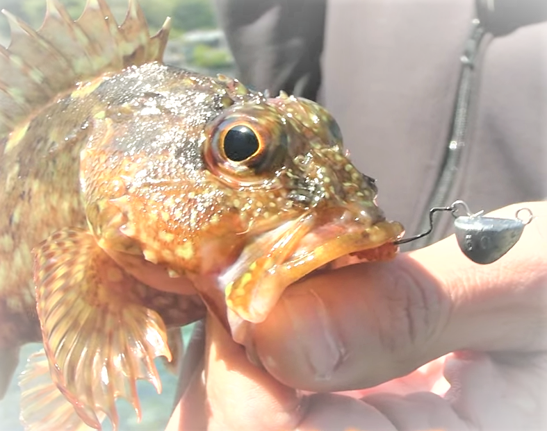 魚のアップ写真