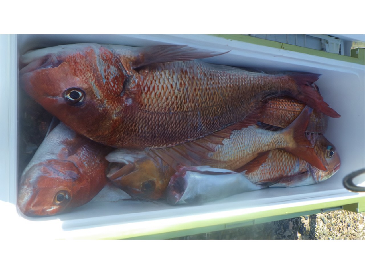 【釣果速報】新潟県光洋丸で4.20kgの特大マダイ出た！初心者さんも速攻ヒットで大盛りあがり間違いなし！