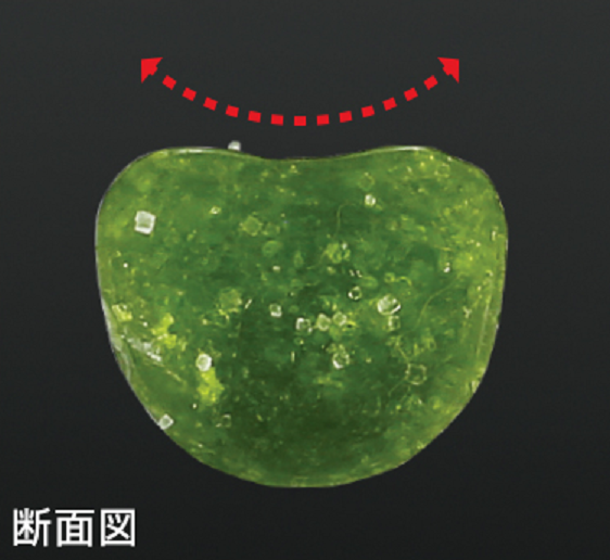 断面　ワーム　写真