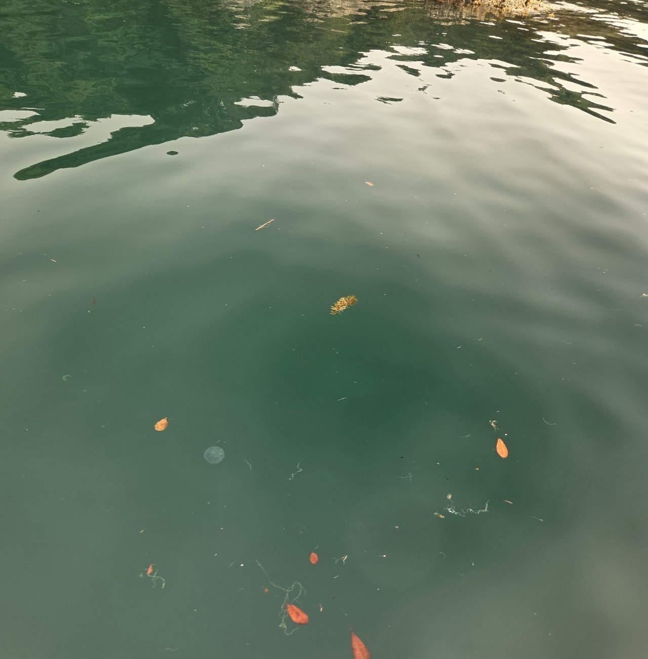 春の緑っぽい潮色の写真