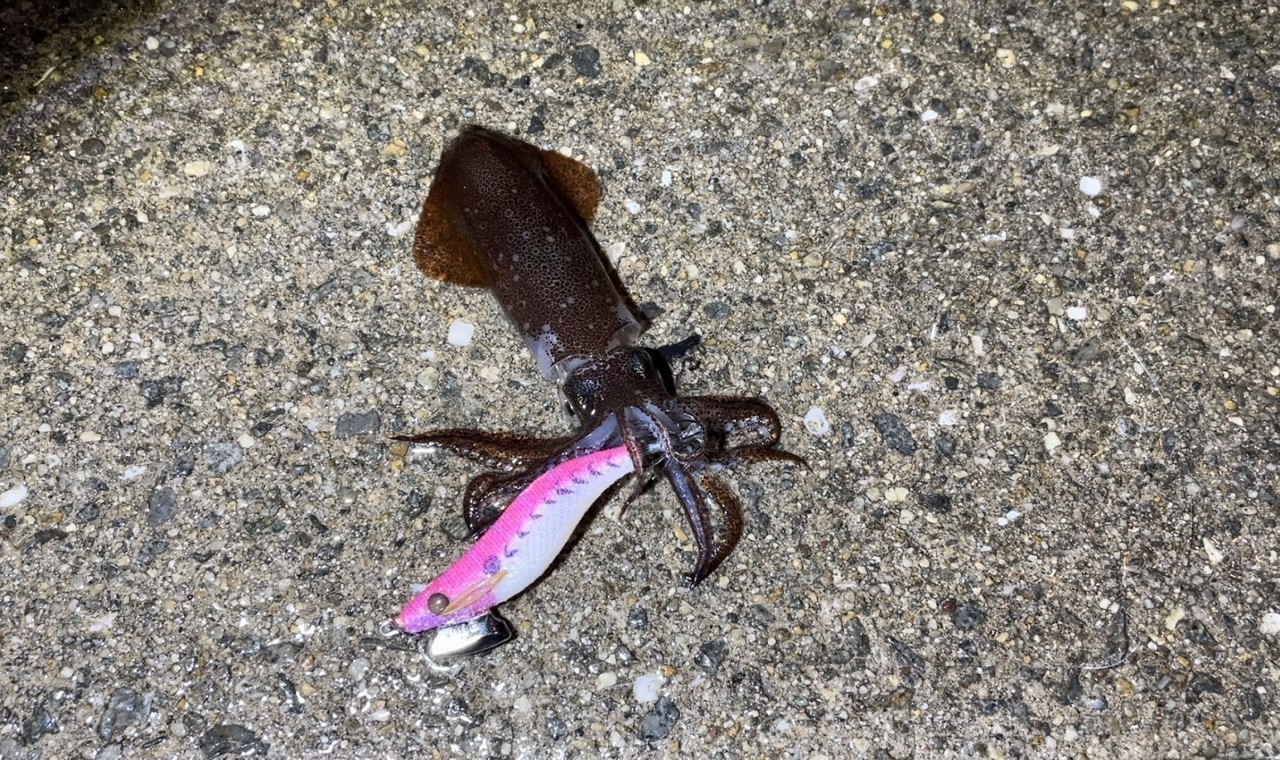 マメイカ(ヒイカ)