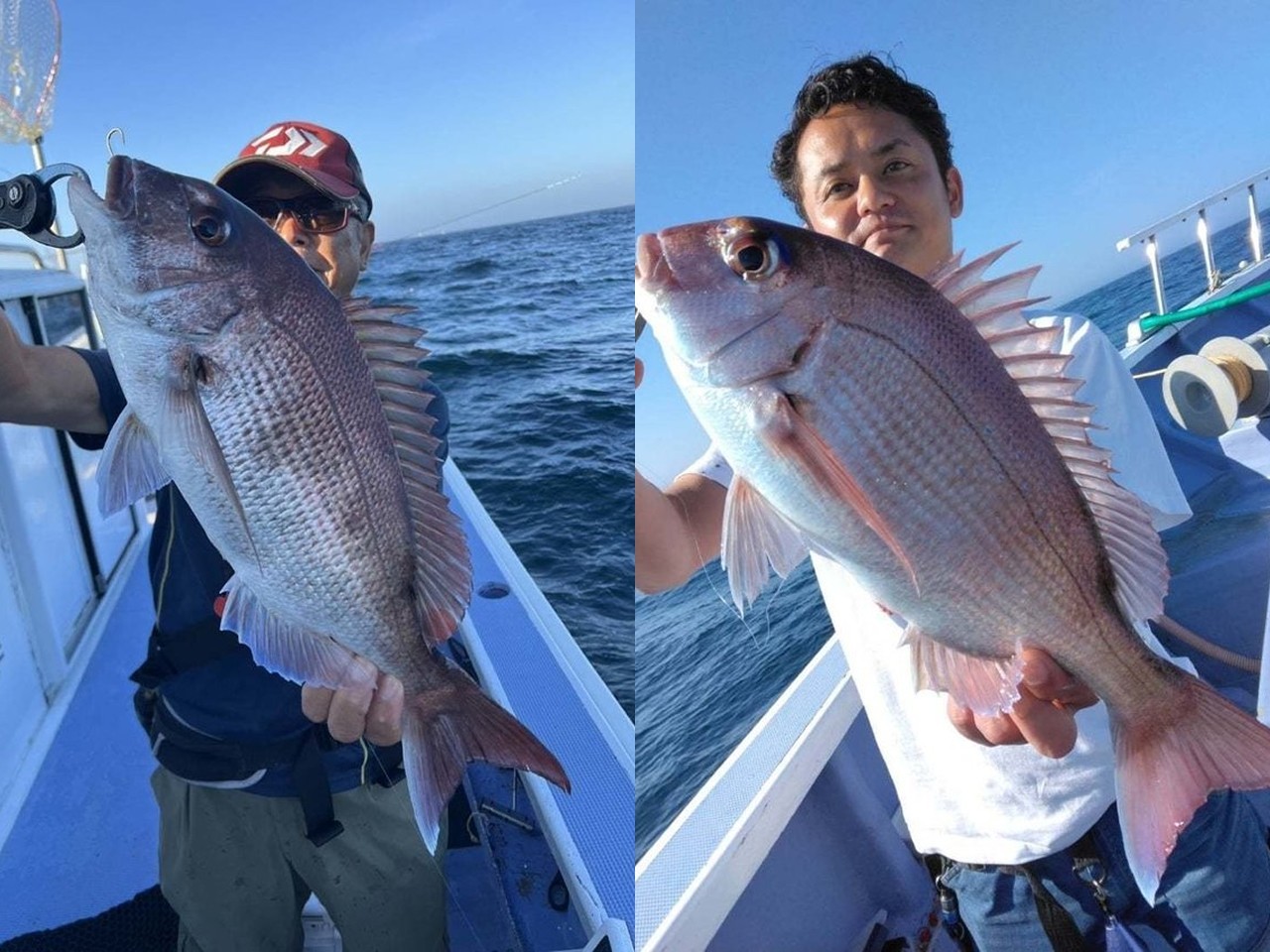 【釣果速報】マダイにハタ、カサゴ！千葉県新幸丸に乗るとクーラーボックスが高級魚の宝石箱になるぞ！