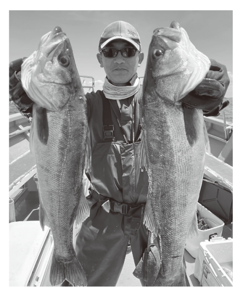 伝統釣法のエビスズキ 富津沖で良型連発！