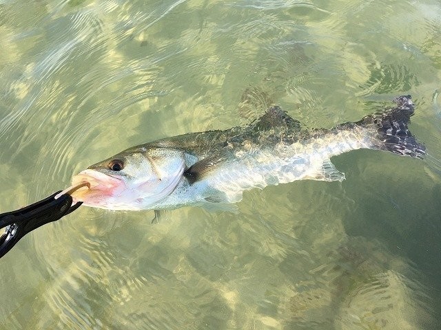 伝統釣法のエビスズキ　富津沖で良型連発！