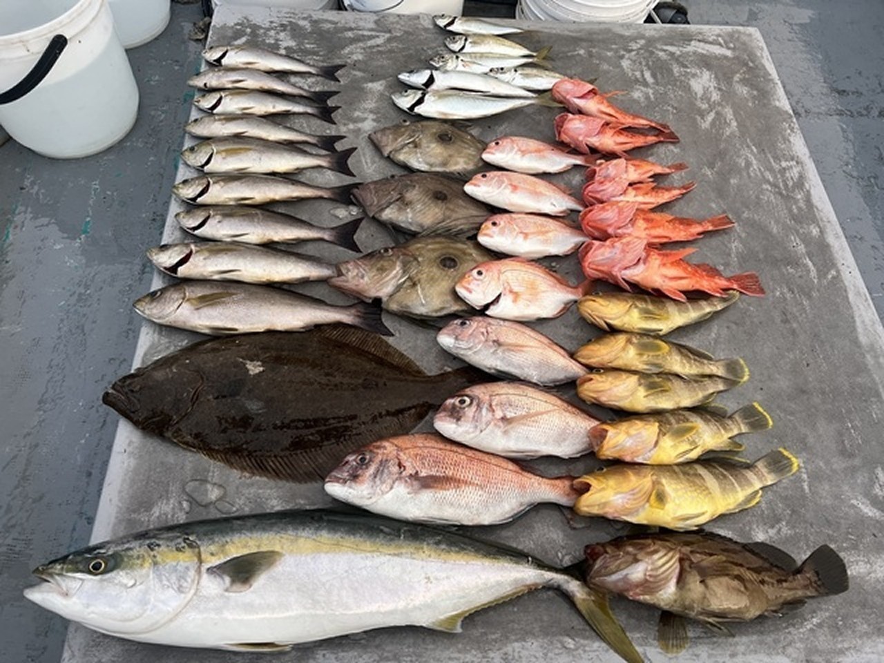 【釣果速報】和歌山県海虎でホウキハタ・ブリ・ヒラメ・マダイなどと人気魚種続々ゲット！いろいろな魚との出会いを楽しみたい人は即予約を！