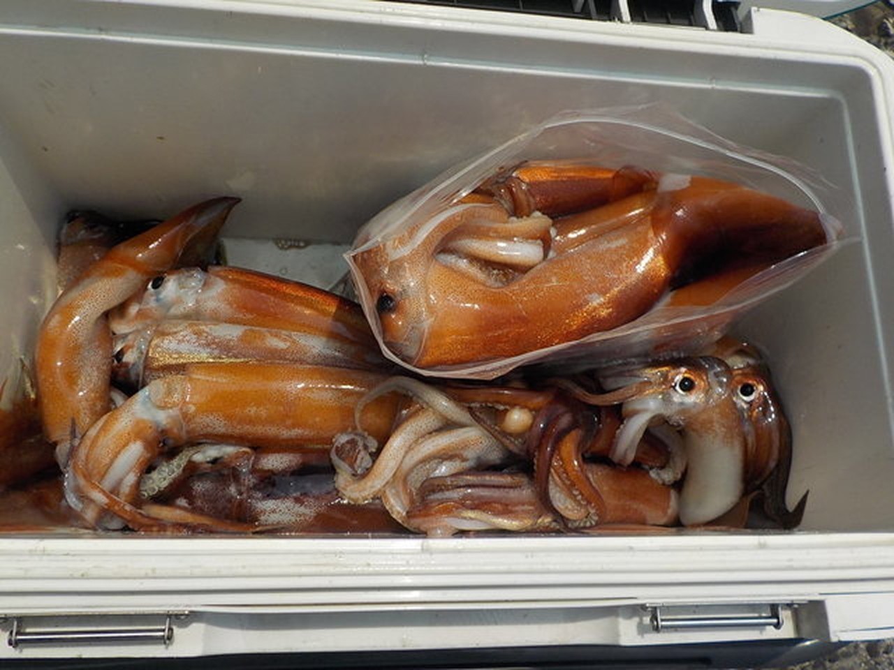 【釣果速報】千葉県稲荷丸でスルメイカ釣行が好調！竿頭は37匹ゲット！今後の釣行も期待大！