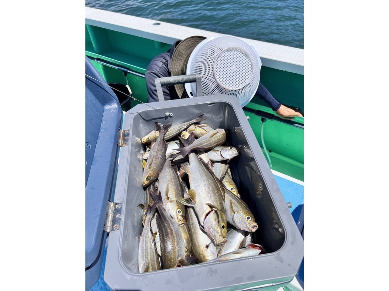 【釣果速報】神奈川県瀬戸丸で大人気のイサキ釣り！竿頭は110匹と大漁！数釣りを楽しむなら今！