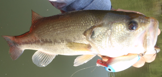 バス　ルアー　写真