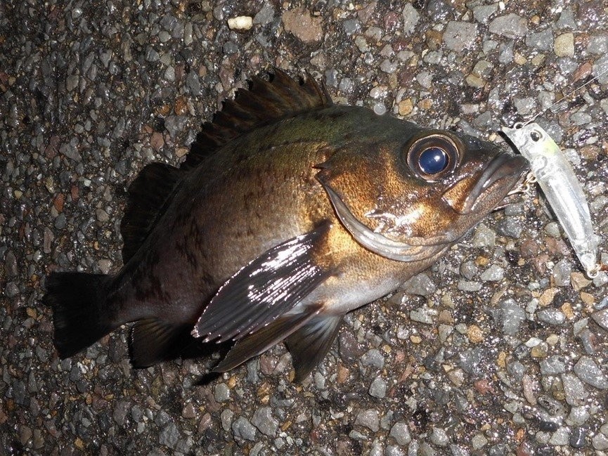 良型メバルが鈴なり　四倉沖は根魚天国！