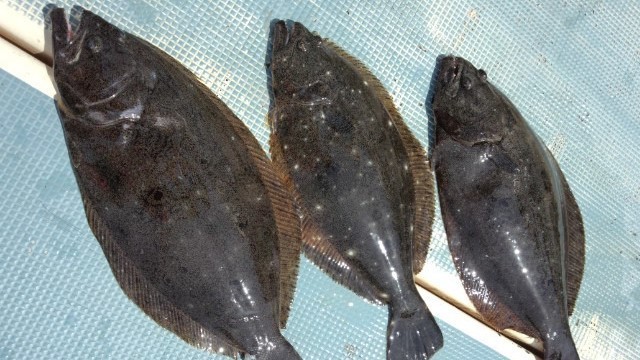 飯岡沖のヒラメ好調　父の日に捧げる大板