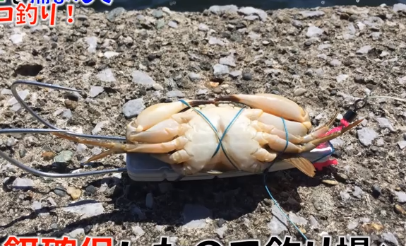 イシガニ　写真