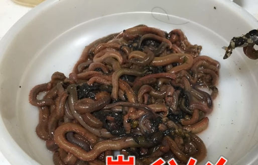 岩イソメ　写真