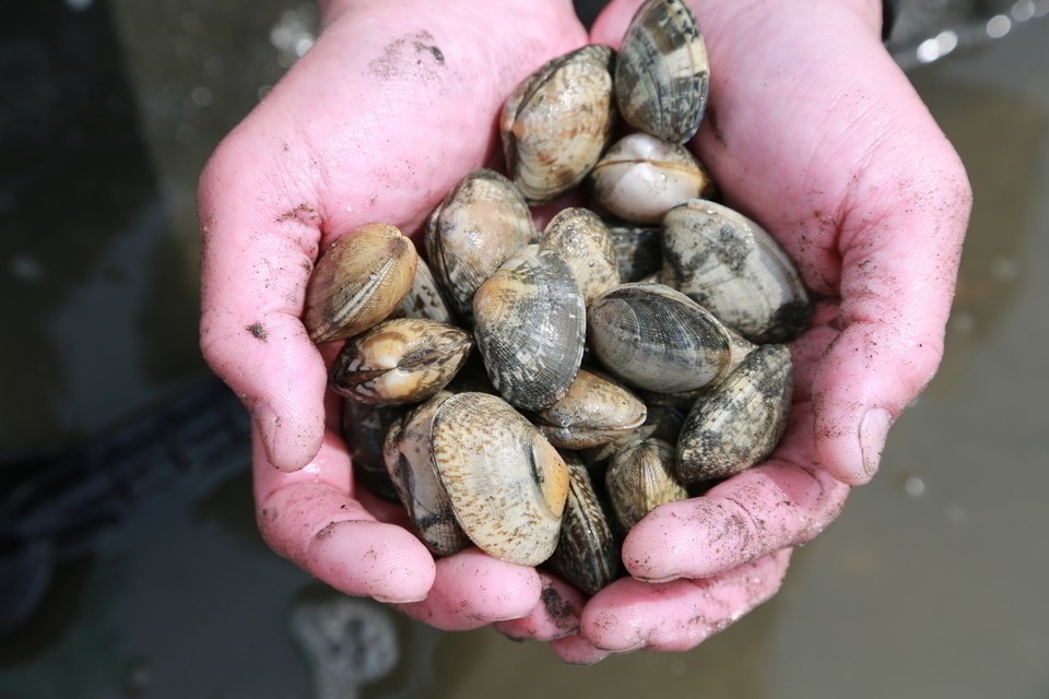 アサリ　写真