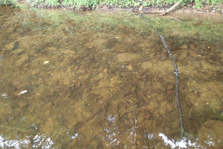 シャロー　写真