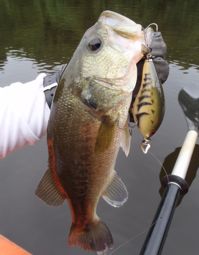 バス　ルアー　写真