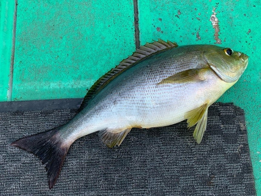 良型主体に魚影濃厚　真鶴沖のイサキ絶好調