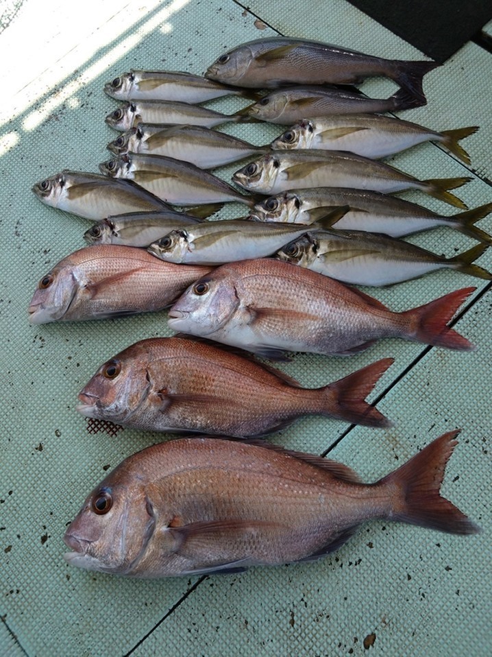 【釣果速報】マダイにアジ、イサギ！和歌山県多部丸に乗るとクーラーボックスが高級魚の宝石箱になるぞ！