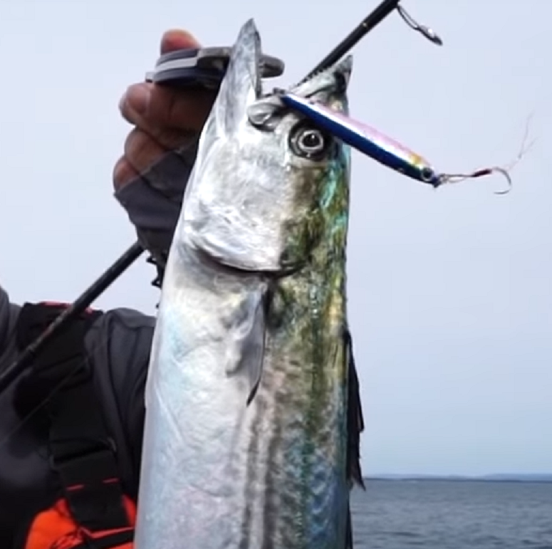 魚　ジグ　写真