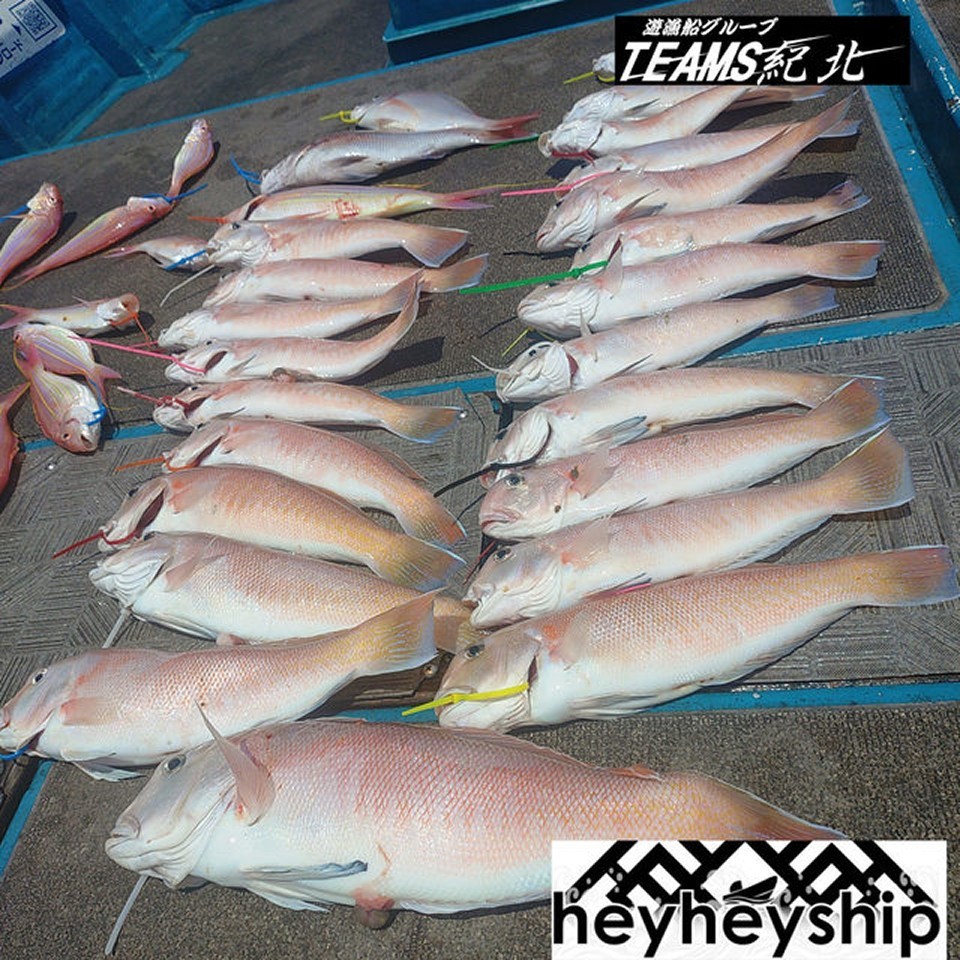【釣果速報】シロアマダイ最大42cm！船中24匹！和歌山県heyheyshipのアマダイ船は船長自らが太鼓判を押す好調っぷり！