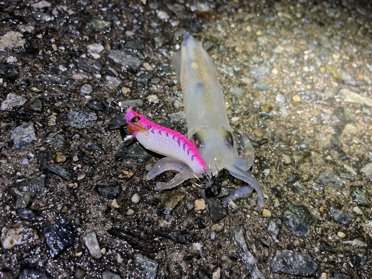 NAORYレンジ1.5号で釣れたケンサキイカ