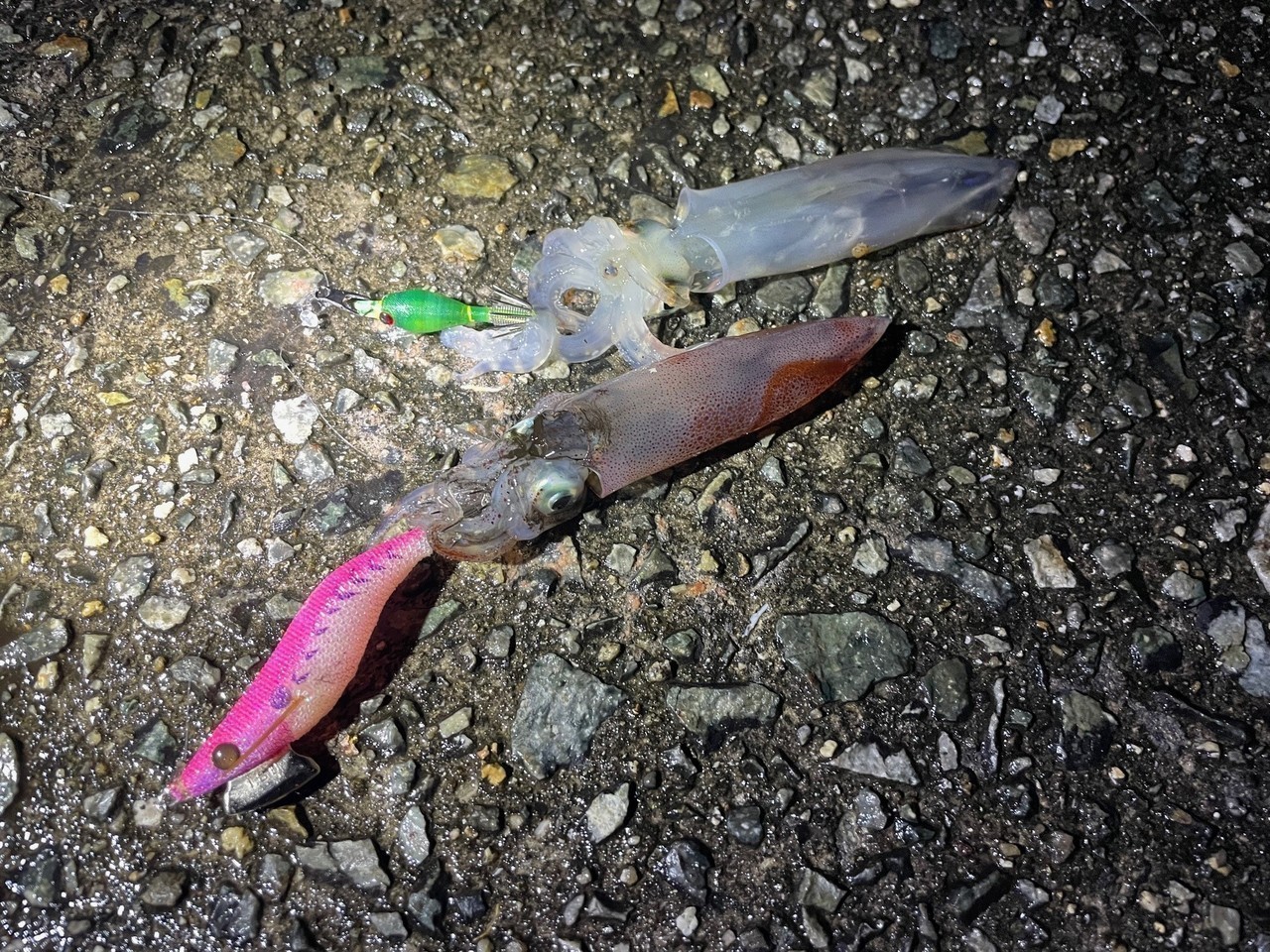 スッテとエギにダブルヒット