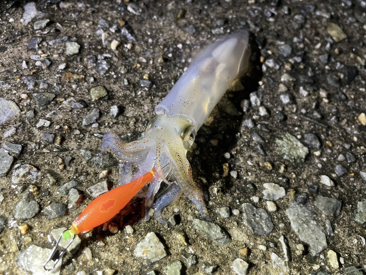 波止で釣れたケンサキイカ