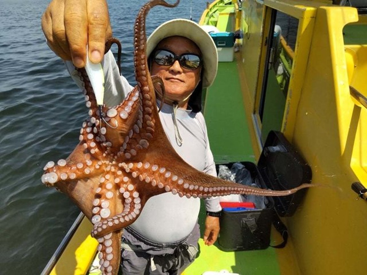 【釣果速報】神奈川県鴨下丸kawanaでマダコラッシュ！キロオーバーの良型揃いで釣り客大満足の好釣果！
