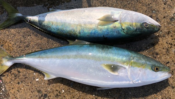 ［竹田ノブヒコのイチ押しルアーターゲット（第155回）］輪島沖の青物ジギング