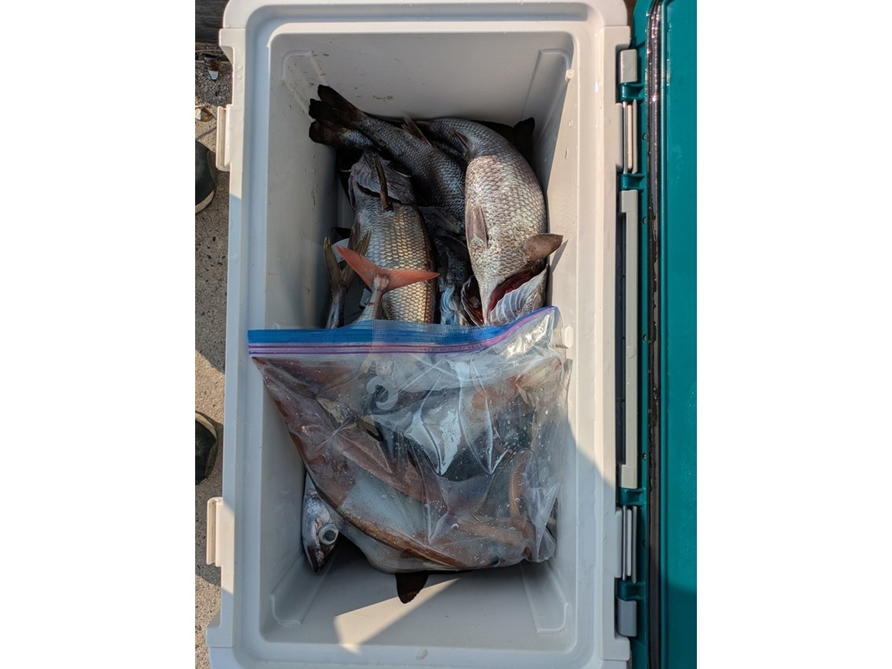 【釣果速報】千葉県渡辺丸でクロムツとスルメイカをGET！今後の釣行にも期待大！