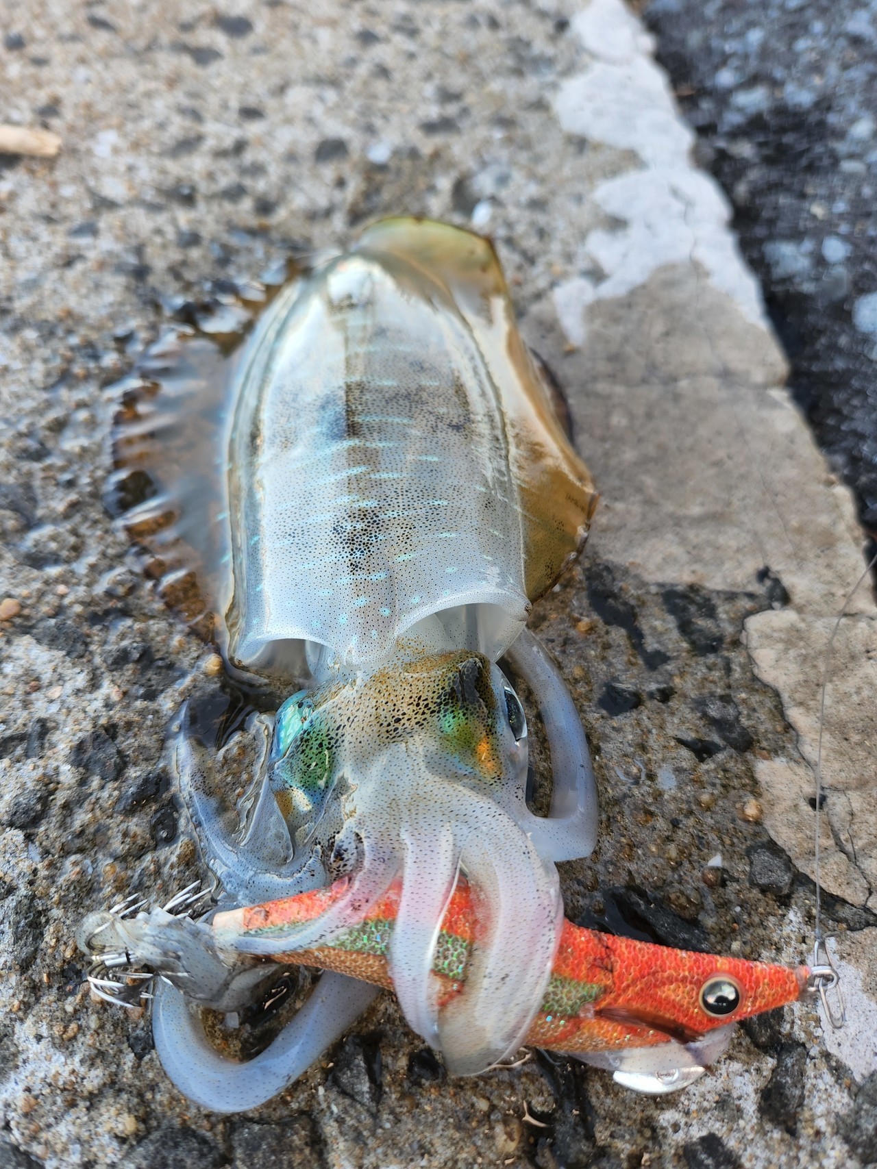 エギ王LIVEオレンジソルベでキャッチした秋イカ