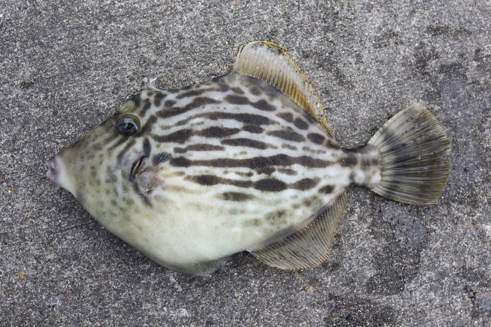 カワハギ　写真